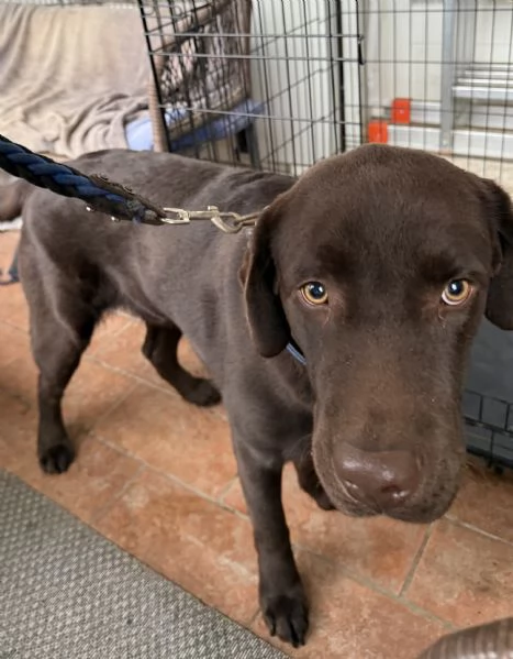 Cucciolo Labrador Cioccolato | Foto 1