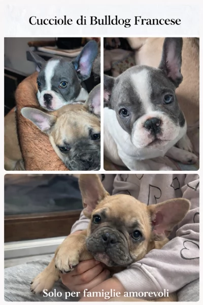Bulldog francesi colori esotici