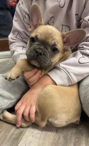 Bulldog francesi colori esotici | Foto 2