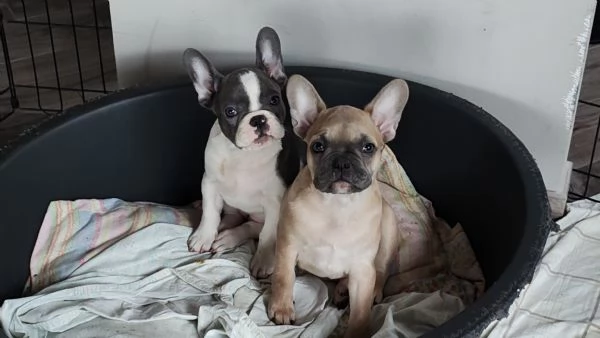 Bulldog francesi colori esotici | Foto 0
