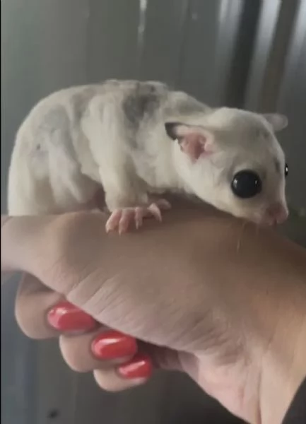 Trio Petauri dello zucchero  | Foto 1