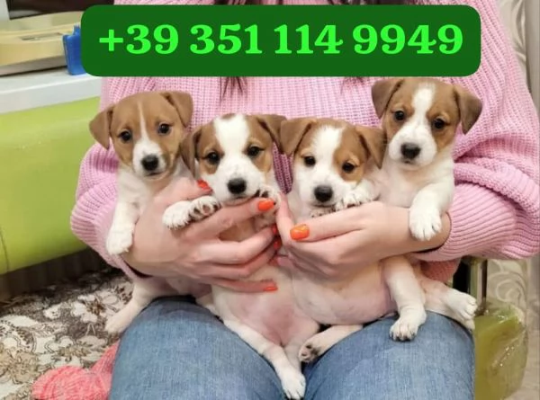 Regala un cucciolo di Jack Russel maschio e femmina | Foto 2