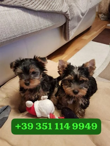 Regala un cucciolo di Yorkshire maschio e femmina | Foto 2