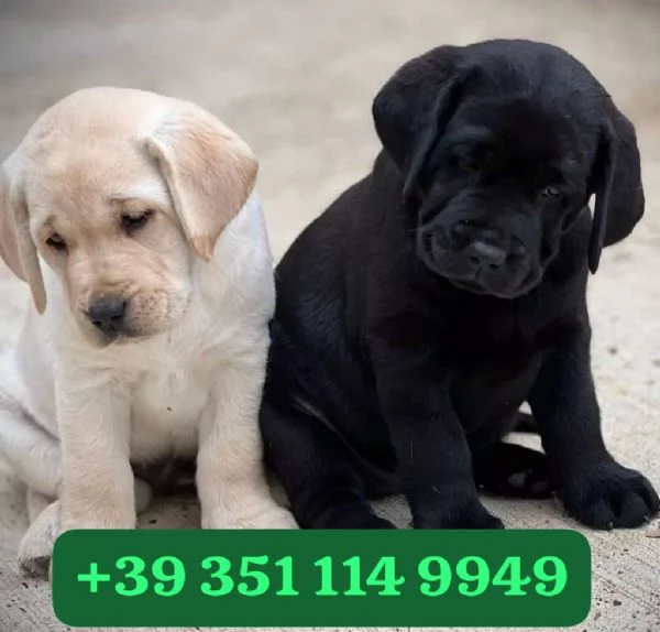 Regala un cucciolo di Labrador maschio e femmina | Foto 2