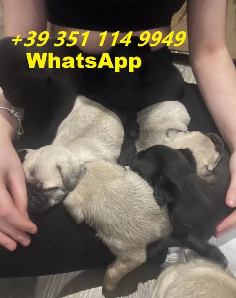  bellissimi cuccioli di Carlino maschio e femmina | Foto 1