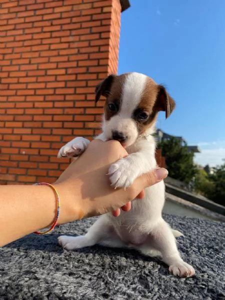  bellissimi cuccioli di Jack Russel maschio e femmina | Foto 2