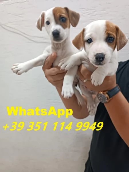  bellissimi cuccioli di Jack Russel maschio e femmina | Foto 1