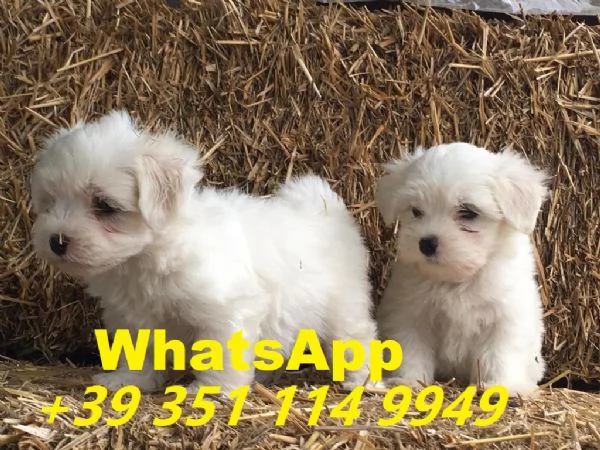  bellissimi cuccioli di Maltese maschio e femmina | Foto 0