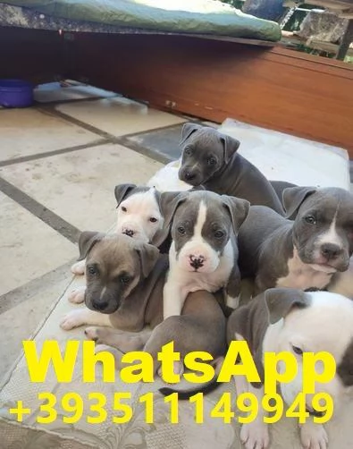  bellissimi cuccioli di Pitbull maschio e femmina | Foto 1