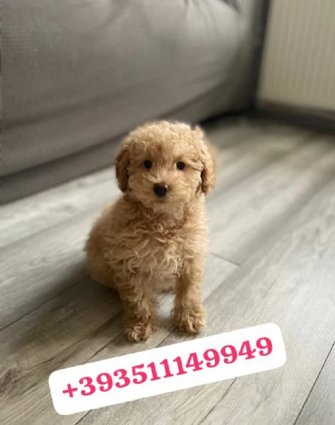 regala i nostri cuccioli di barboncino maschi e femmine. | Foto 0