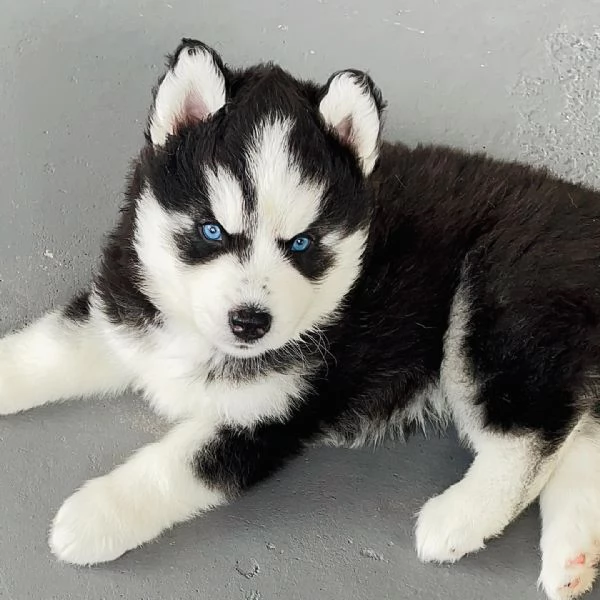 Cuccioli di Siberian Husky.