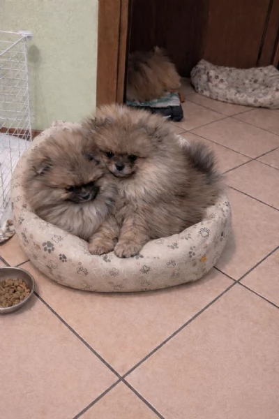 Volpino pomerania con pedigree | Foto 0