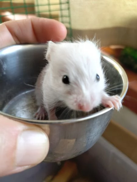 Criceti dorati | Foto 6