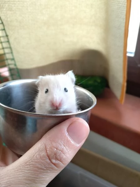 Criceti dorati | Foto 5