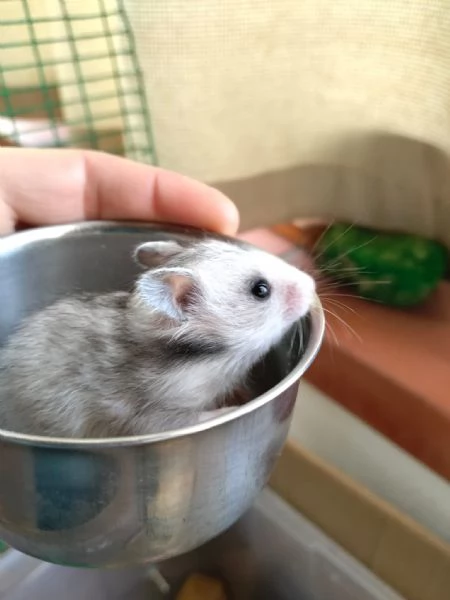 Criceti dorati | Foto 3