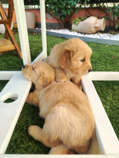 Cucciolo golden retriever