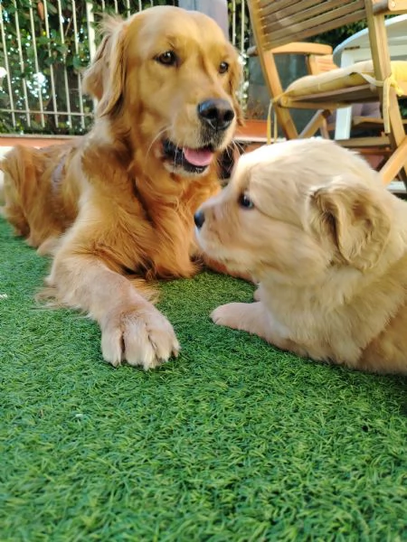 Cucciolo golden retriever | Foto 4
