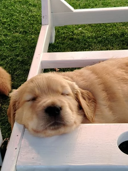 Cucciolo golden retriever | Foto 3