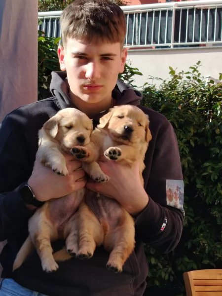 Cucciolo golden retriever | Foto 0