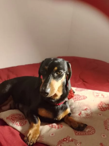 cuccioli bassotto di 2 mesi al 17 marzo 2026 | Foto 4