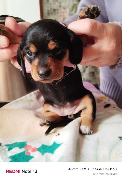 cuccioli bassotto di 2 mesi al 17 marzo 2026 | Foto 3