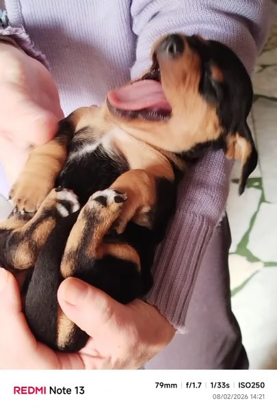 cuccioli bassotto di 2 mesi al 17 marzo 2026