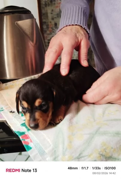 cuccioli bassotto di 2 mesi al 17 marzo 2026 | Foto 2
