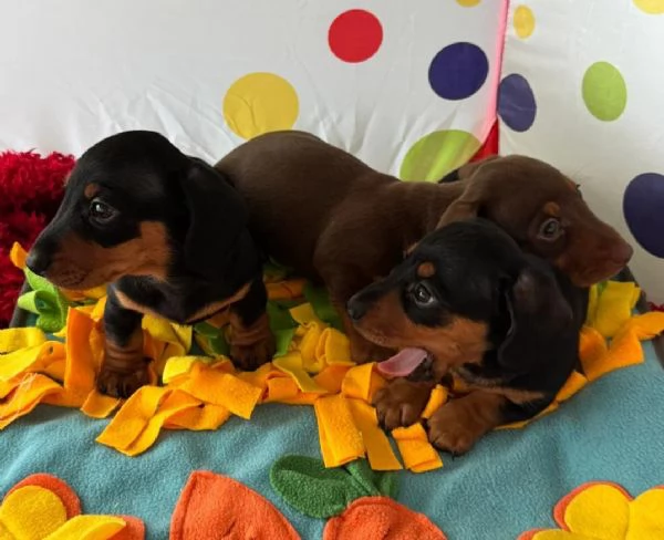 Disponibili Adorabili Cuccioli di Bassotto | Foto 4