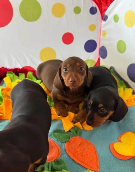 Disponibili Adorabili Cuccioli di Bassotto | Foto 3