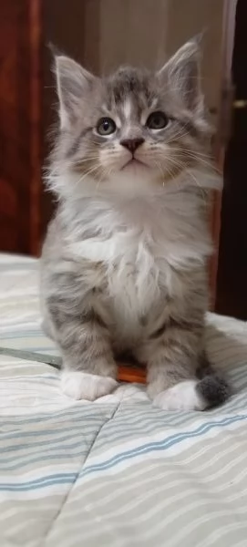 Maine Coon  | Foto 4