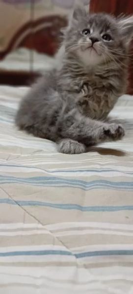 Maine Coon  | Foto 3