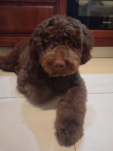 Vendo cucciolo di Lagotto Romagnolo | Foto 0