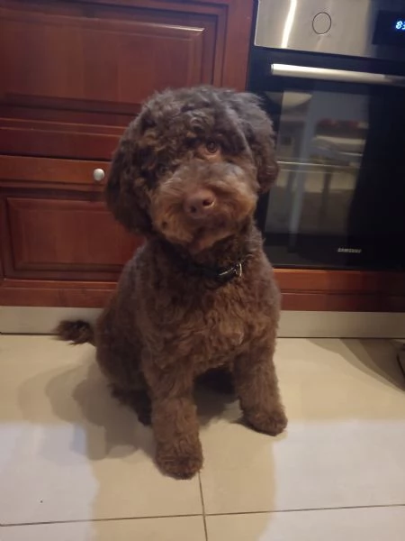 Vendo cucciolo di Lagotto Romagnolo