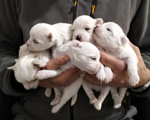 Cuccioli di cane razza Maltese 