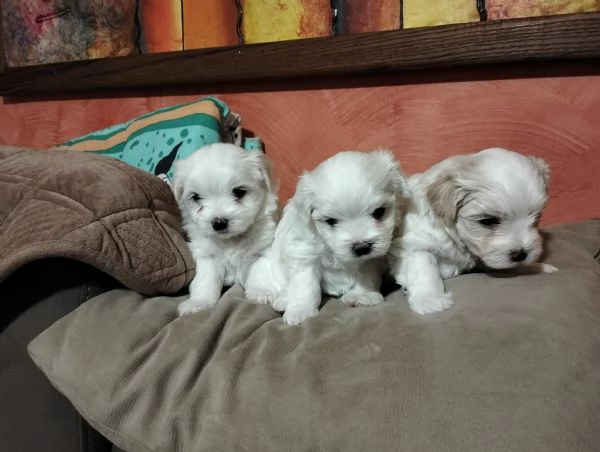 Cuccioli di cane razza Maltese  | Foto 7