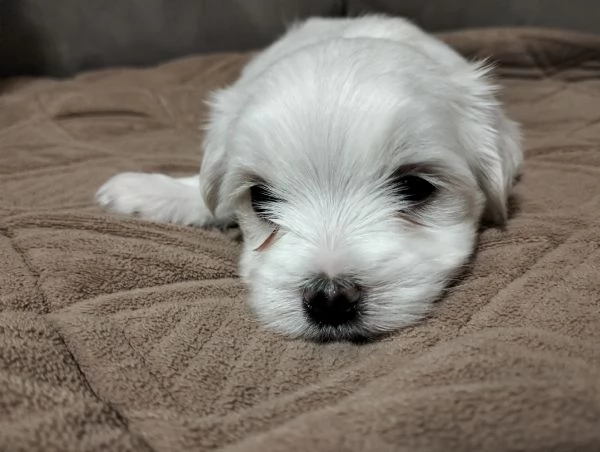 Cuccioli di cane razza Maltese  | Foto 5