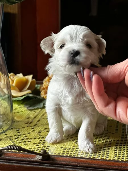 Cuccioli di cane razza Maltese  | Foto 4