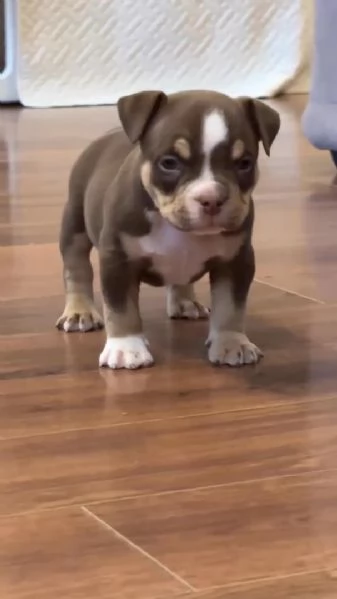 Cuccioli di pitbull disponibili per l'adozione..