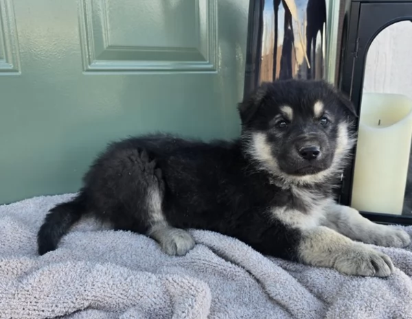 Cuccioli pastore tedesco