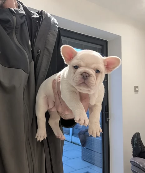 Cuccioli Bouldogue Franccese in adozione | Foto 0