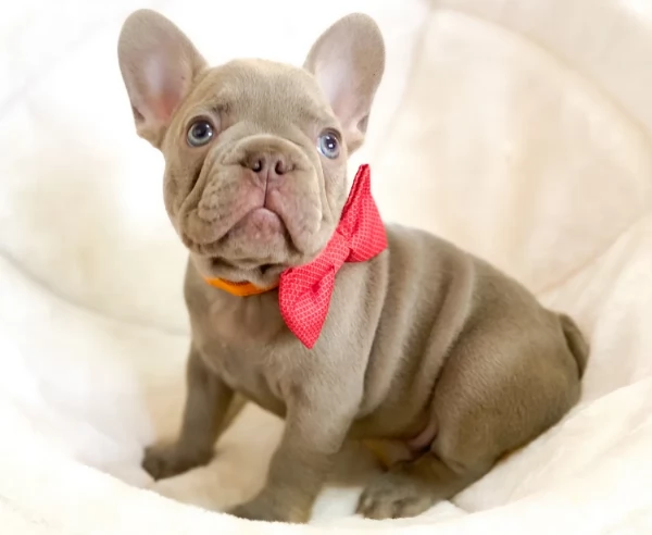 Adozione di Buolledogue franccese pura qualita