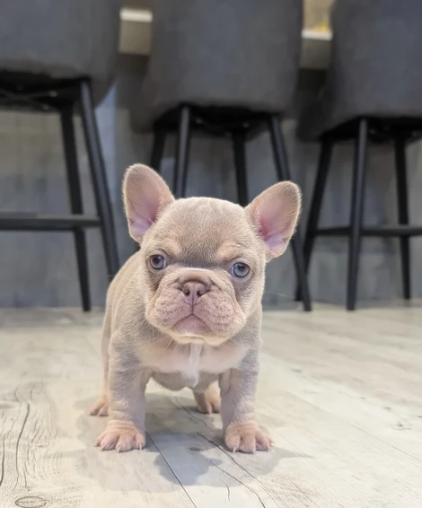 Adozione di Buolledogue franccese pura qualita | Foto 0