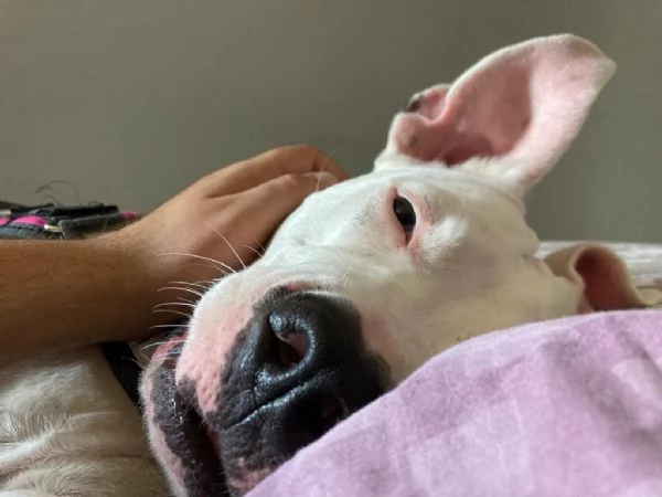 Regalo Amstaff femmina di 3 anni