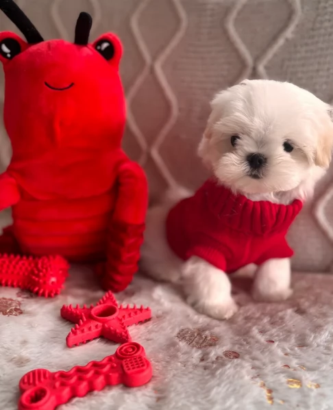 splendidi maltese toy per adozione | Foto 3