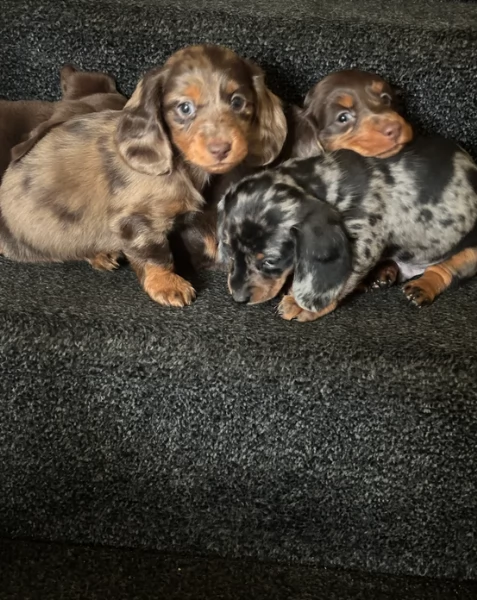 meravigliosi bassotto per adozione.