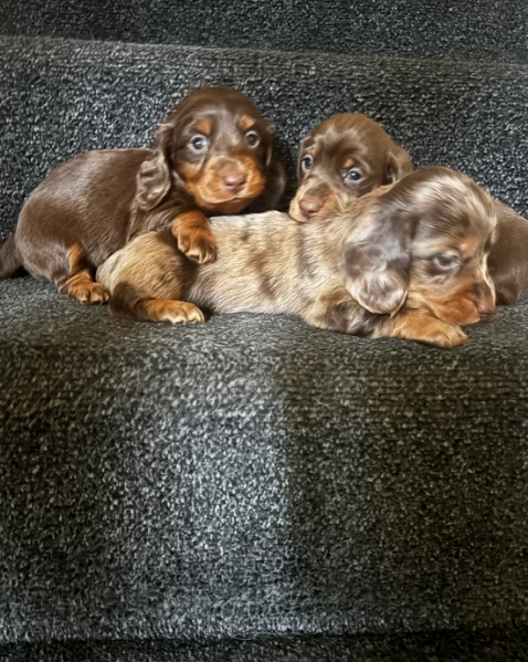 meravigliosi bassotto per adozione | Foto 0