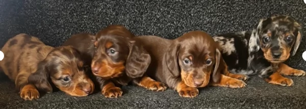 meravigliosi bassotto per adozione | Foto 2