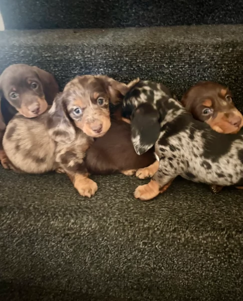 meravigliosi bassotto per adozione