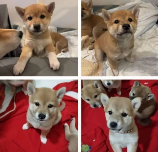 bellissimi cuccioli di shiba Inu per adozione
