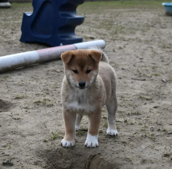 bellissimi cuccioli di shiba Inu per adozione | Foto 3